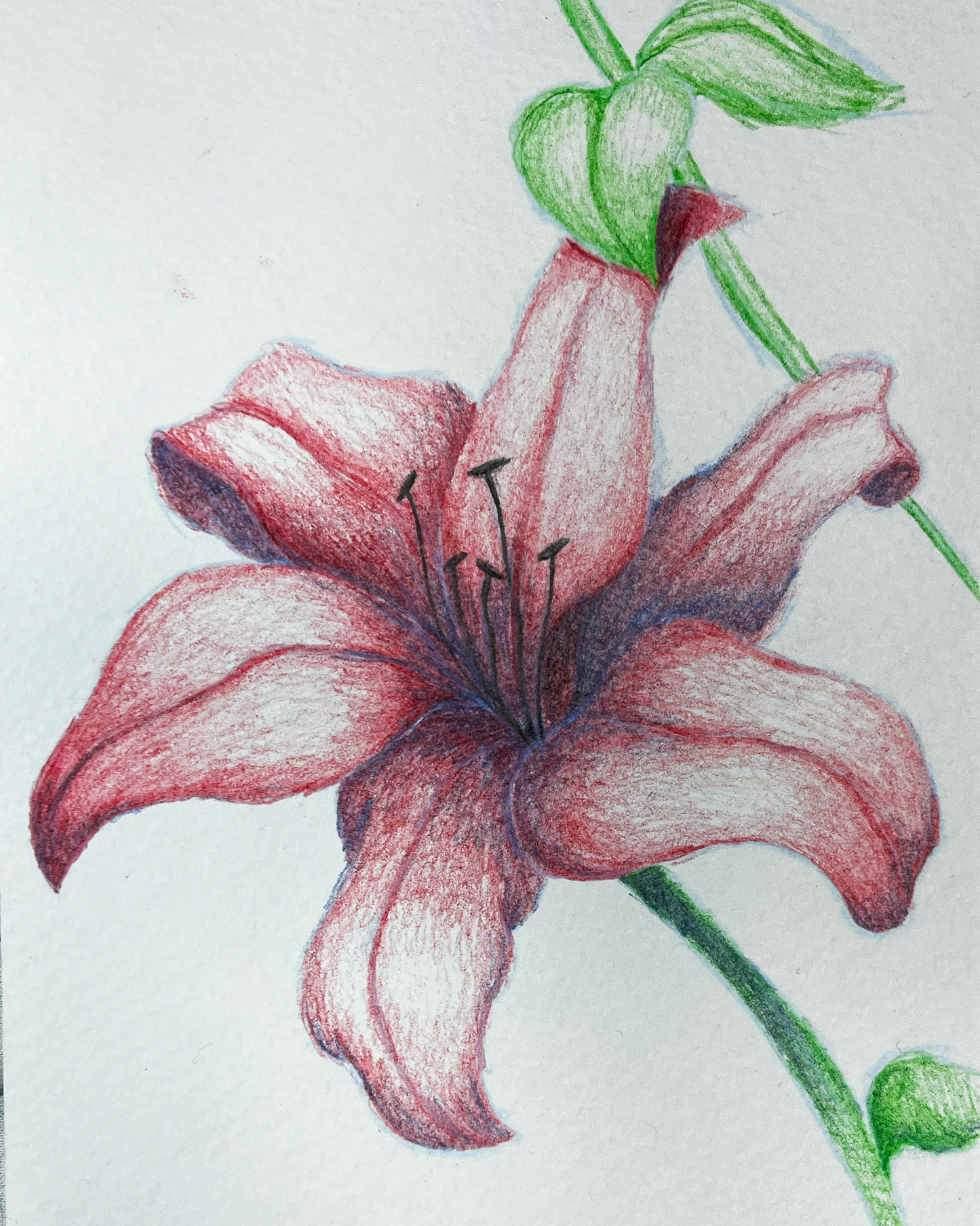 Detailed drawing of a pink flower with green leaves on a light background