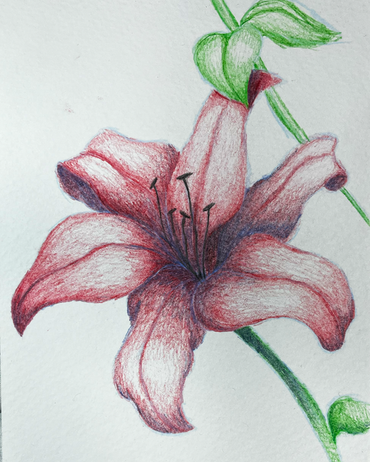 Detailed drawing of a pink flower with green leaves on a light background